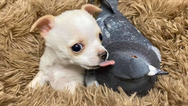 Pigeon who can't fly and special needs Chihuahua became friends – We Care  About Animals